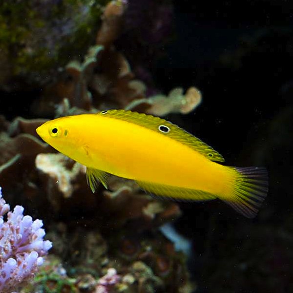 Yellow Wrasse
