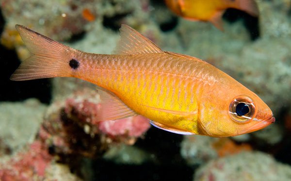 Yellowtail Apogon Cardinal