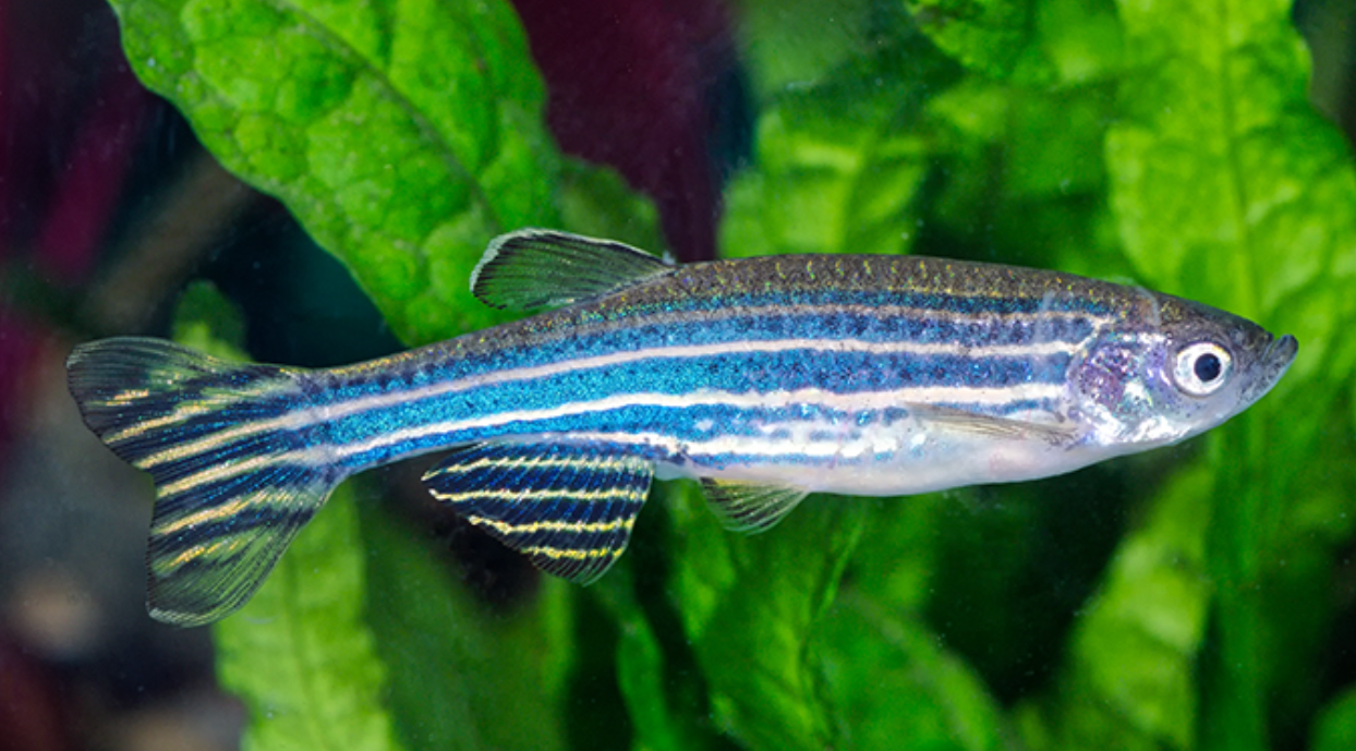 Zebra Danio Luminose Blue - Brachydanio rerio