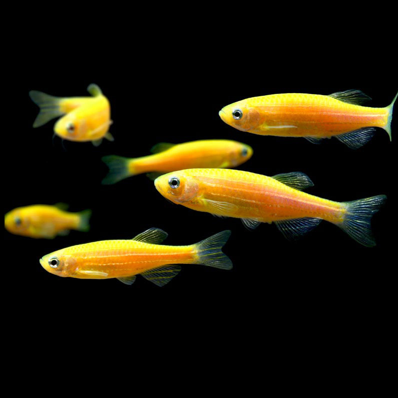 Zebra Danio Luminose Yellow - Brachydanio rerio